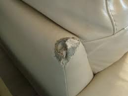 Dog Chewed your upholstery